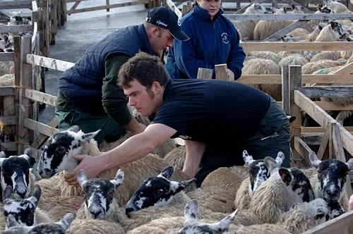 www.farm-images.co.uk